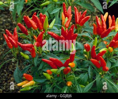 Capsicum annuum - `Candlelight'   HPS046248 Stock Photo